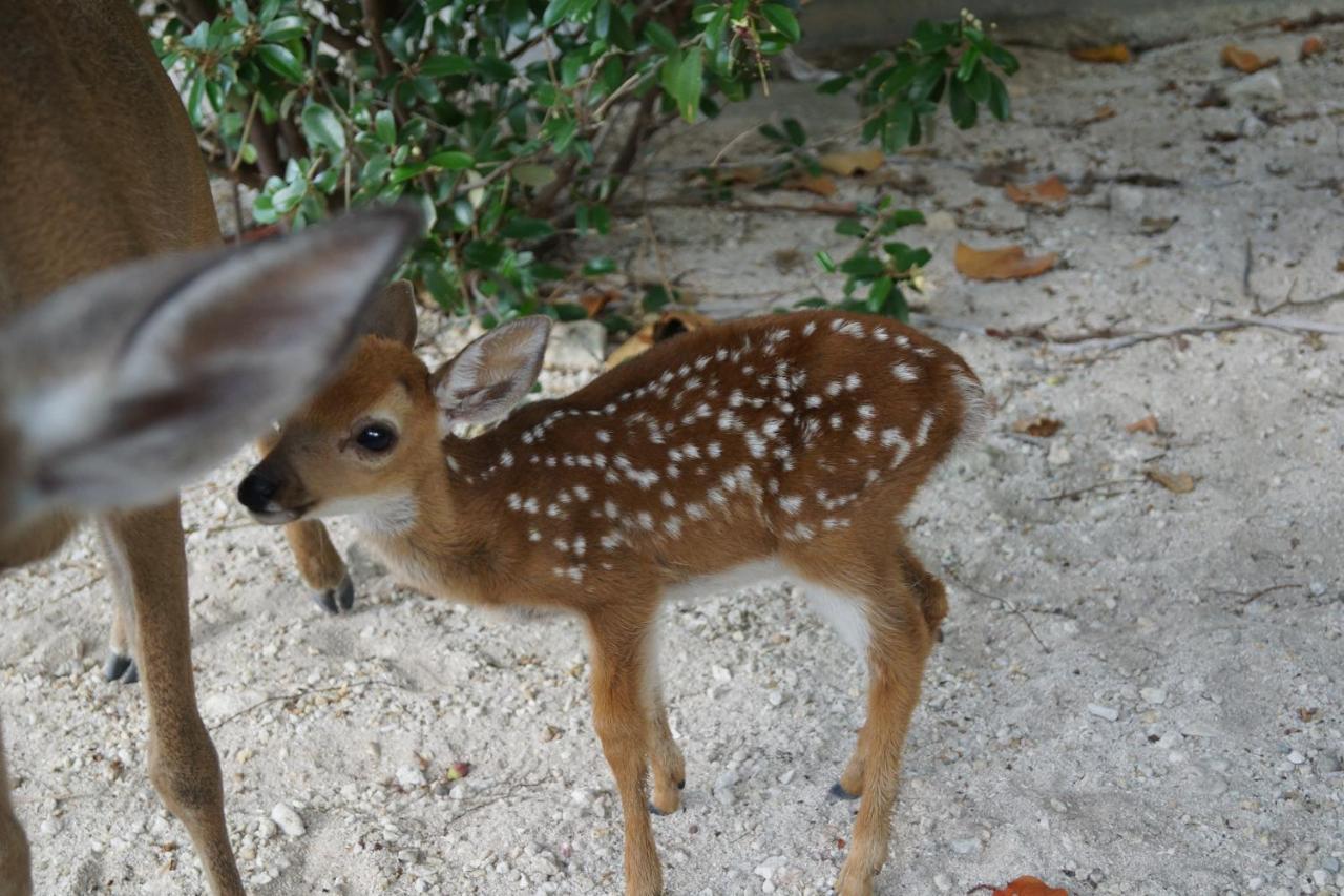 Deer Run On The Atlantic Bed and Breakfast Big Pine Key Εξωτερικό φωτογραφία